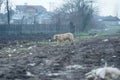 Community dog Ã¢â¬â¹Ã¢â¬â¹somewhere on the outskirts of Zimnicea among the garbage.